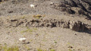 Mtn. Goats on Snow Peak