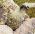 Hoary Marmot at Eohippus Lake