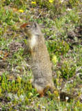 Columbia Ground Squirrel at Molar Pass