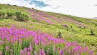 Fireweed in South Molar Pass