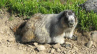 Hoary marmot near Ptarmigan Lake